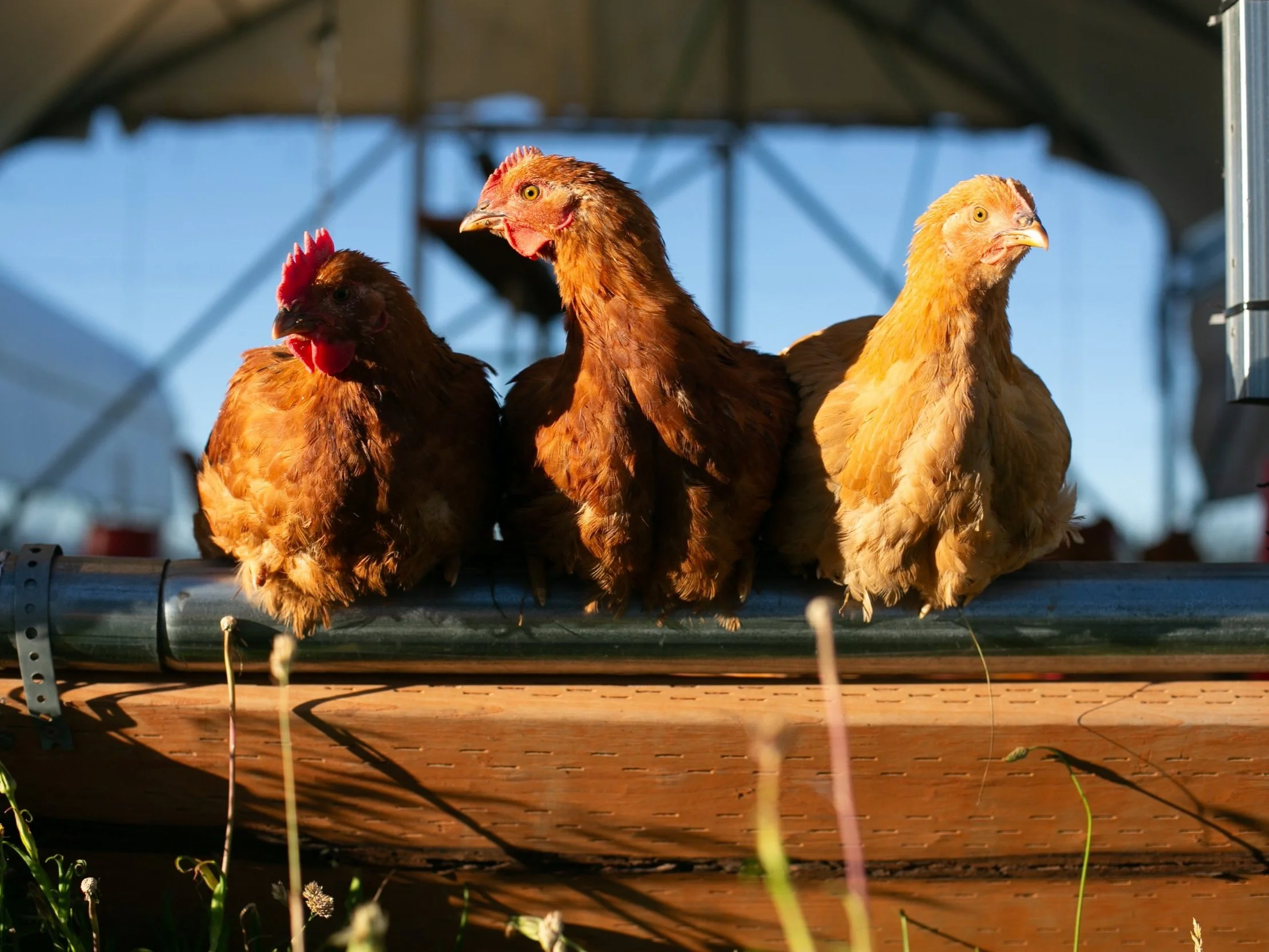 Three chickens perched on a metal rail, showcasing their vibrant feathers in natural sunlight, with a blurred farm setting in the background.